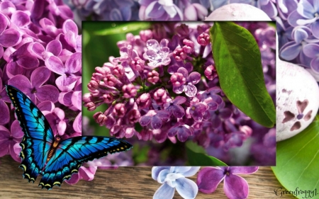 LOVELY LILACS - image, lilacs, lovely, floweers