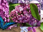 LOVELY LILACS