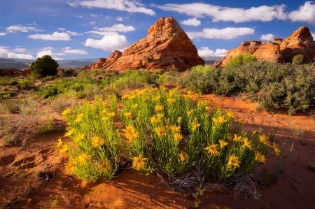 Wildflowers in the South Buttes - wilderness, sky, mountain, beautiful, south, wildflowers, rocks