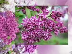 LILAC FLOWERS