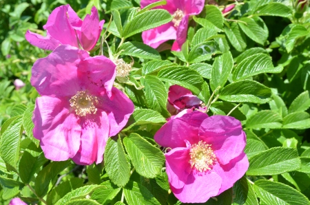 Wild Rose - blossoms, petals, pink, plant, leaves