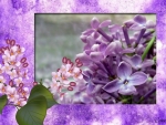 PURPLE LILACS