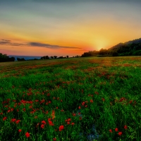 Sunset poppy field