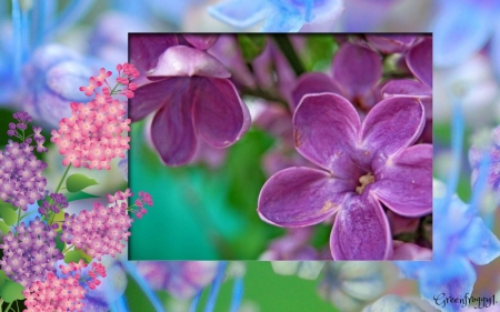 PRETTY PURPLE LILACS - flowers, purple, pretty, lilac