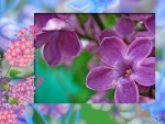 PRETTY PURPLE LILACS