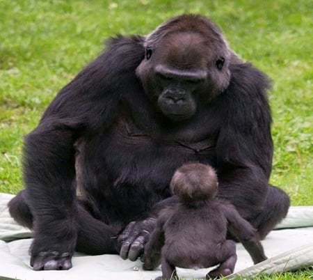 Giant love - primate, Mother, baby, gorilla