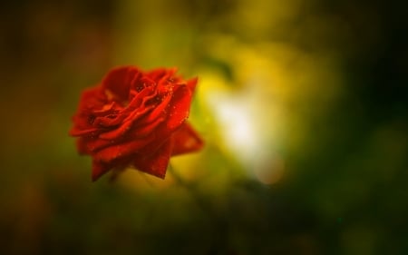 Beautiful Rose - beauty, nature, 2016, red, beautiful, rose