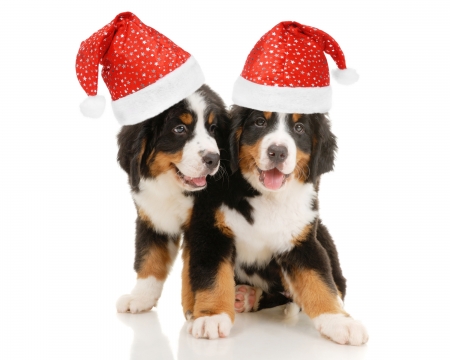 Christmas puppies - hat, dog, christmas puppy, santa, white, animal, craciun, funny, red, caine, couple