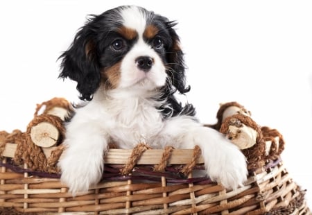 Puppy - dog, basket, black, white, animal, paw, king charles spaniel, caine, puppy