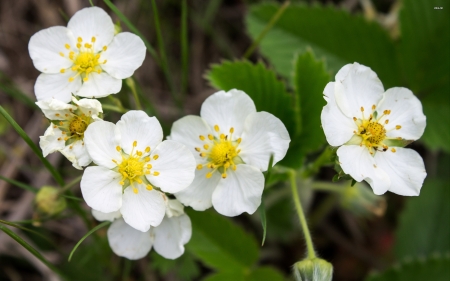 wild strawberry blossoms - blossoms, strawberry, flower, plant