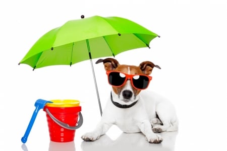 Ready for the beach - summer, beach, dog, white, animal, funny, red, green, caine, jack russell terrier, vara, sunglasses