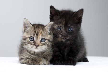 Kittens - pisica, animal, cute, black, kitten, cat, couple