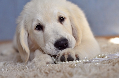 I love my necklace - funny, animal, cute, caine, golden retriever, puppy, jewel, necklace, dog