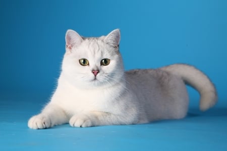 Cat - white, pisica, animal, cat, blue