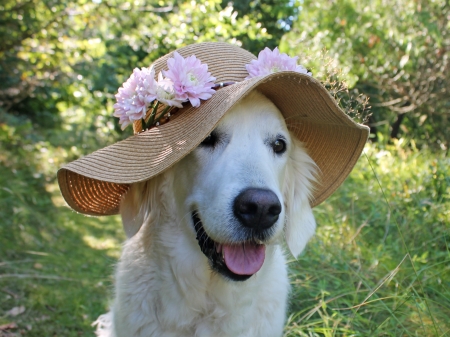 Summer look - hat, summer, flower, pink, golden retriever, animal, green, caine, vara