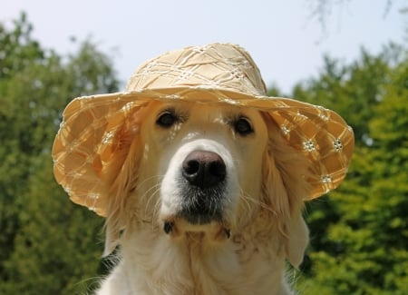 Summer look - summer, animal, caine, hat, golden retriever, vara, green