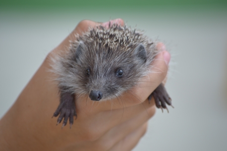 Hedgehog - cute, animal, hand, hedgehog