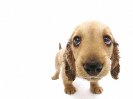 Hello! - face, white, animal, funny, caine, puppy, dog