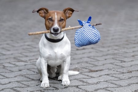 The traveler - jack russell terrier, traveler, funny, white, caine, dog, homeless, blue, animal