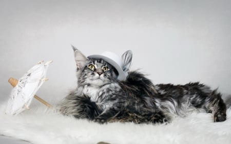 Fency cat - white, pisica, funny, fency, black, hat, cat, umbrella