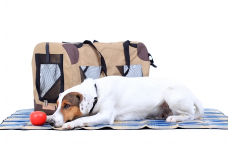 Waiting - pupyy, jack russell terier, dog, picnic, white, animal, funny, red, fruit, caine, apple