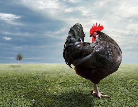 Just a chicken - creative, black, chicken, john wilhelm, rooster, red, green, tree, grass