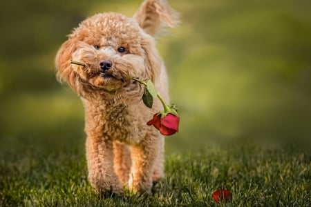 Love is in the air - trandafir, dog, flower, funny, red, green, valentine, rose, cute, caine, puppy