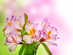 Alstroemeria