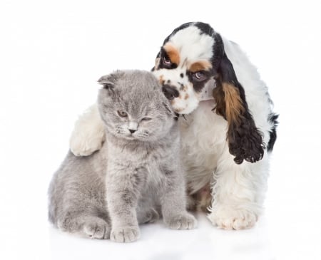 Just tasting - dog, cat, pisica, grey, white, animal, funny, caine, couple