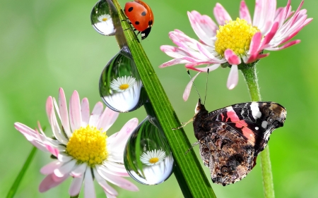 Flowers,Butterfly and Ladybug - ladybug, nature, butterfly, flowers