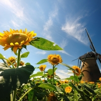 Sunflowers