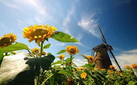 Sunflowers - flowers, sunflowers, windmill, pretty