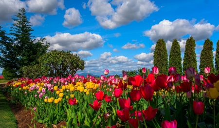 Colorful Tulips - sky, trees, tulips, nature, yellow, pretty, pink, clouds, red, flowers