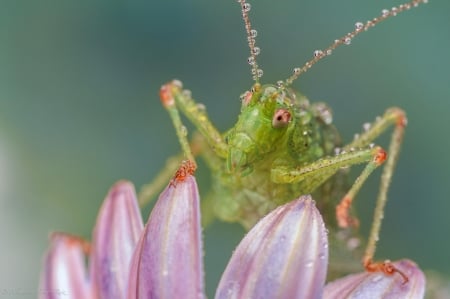 Grasshopper - flower, pink, greiere, macro, insect, grasshopper, green