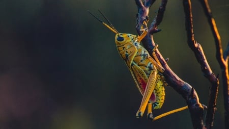 Grasshopper - greiere, oranga, macro, green, insect, grasshopper