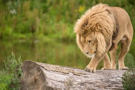 Lion - lion, animal, green, leu