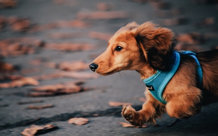 Running puppy - animal, run, cute, dog, caine, puppy