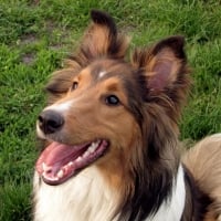 Shetland sheepdog