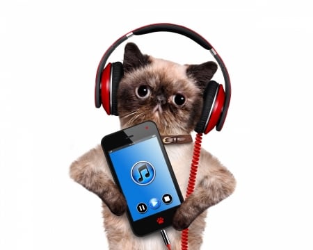 Cat listening to music - blue, cat, music, pisica, headphones, white, animal, funny, phone