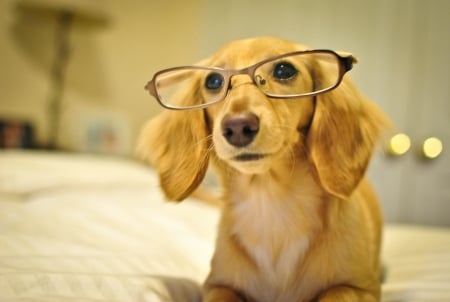 Puppy with glasses - funny, glasses, caine, mia, puppy, nimal, dog