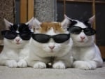 Cats with sunglasses