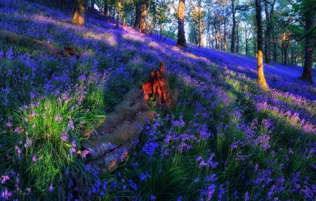 Trossachs Valley, Scotland - trees, sunlight, forest, blue, flower