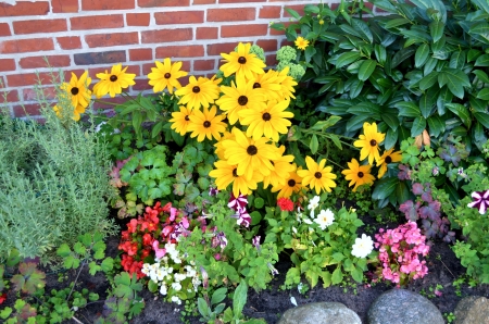 Flower Beds - begonia, blossoms, plants, petals, coneflower, leaves