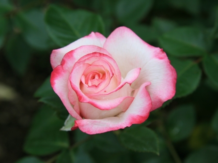 Pink Beauty - nature, rose, flower, petals, pink