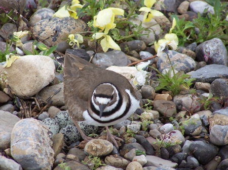 Killdeer - Rocks, Desert, Nature, Birds