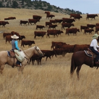 Rawhide Cowgirls..