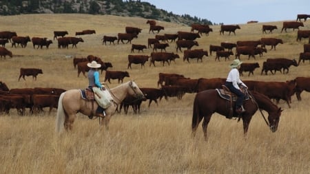 Rawhide Cowgirls.. - style, girls, western, women, cows, hats, ranch, outdoors, herd, brunettes, cowgirl, fun, female, boots