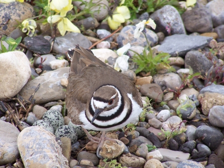 Nesting Killdeer end of driveway - Mountains, Desert, Nature, Birds