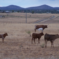 Baby Longhorn near Sonoita, Arizona