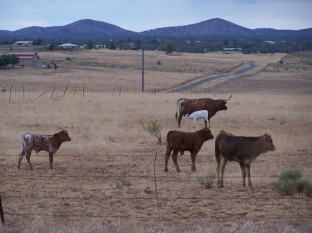 Baby Longhorn near Sonoita, Arizona - nature, desert, movies, animals